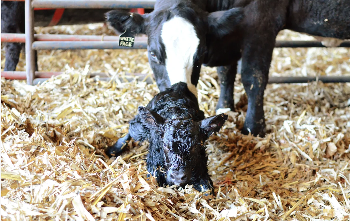 Picture for category Calving Supplies